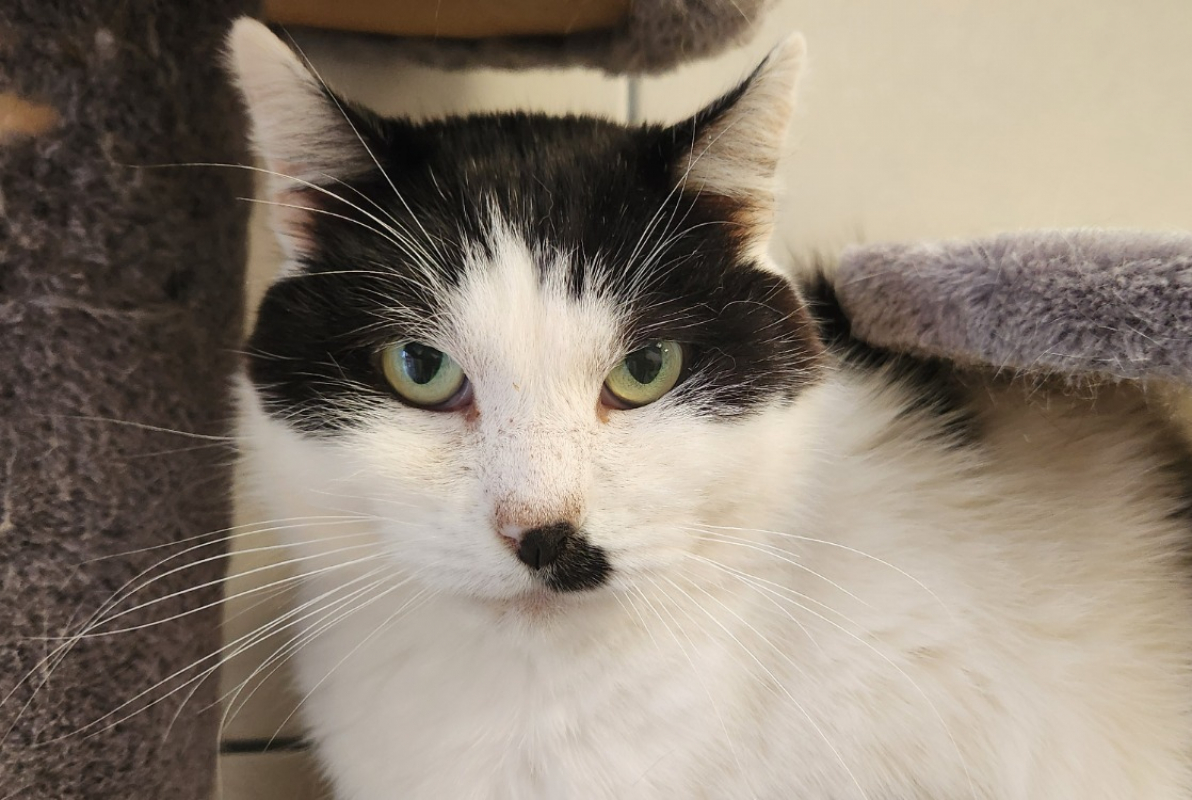 Photo #1 de Deadpool