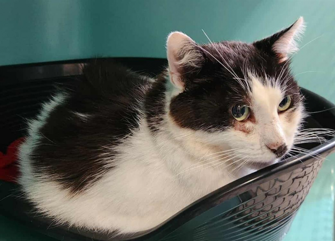 Photo #3 de Deadpool