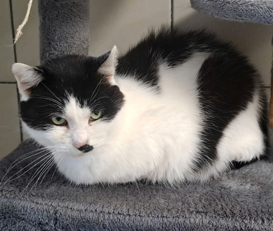 Photo #2 de Deadpool