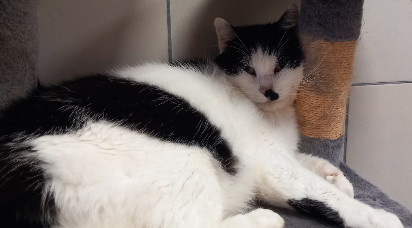 Photo #3 de Deadpool