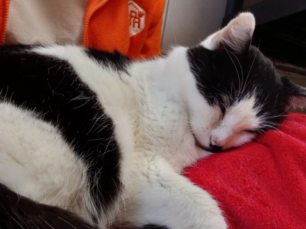 Photo #4 de Deadpool