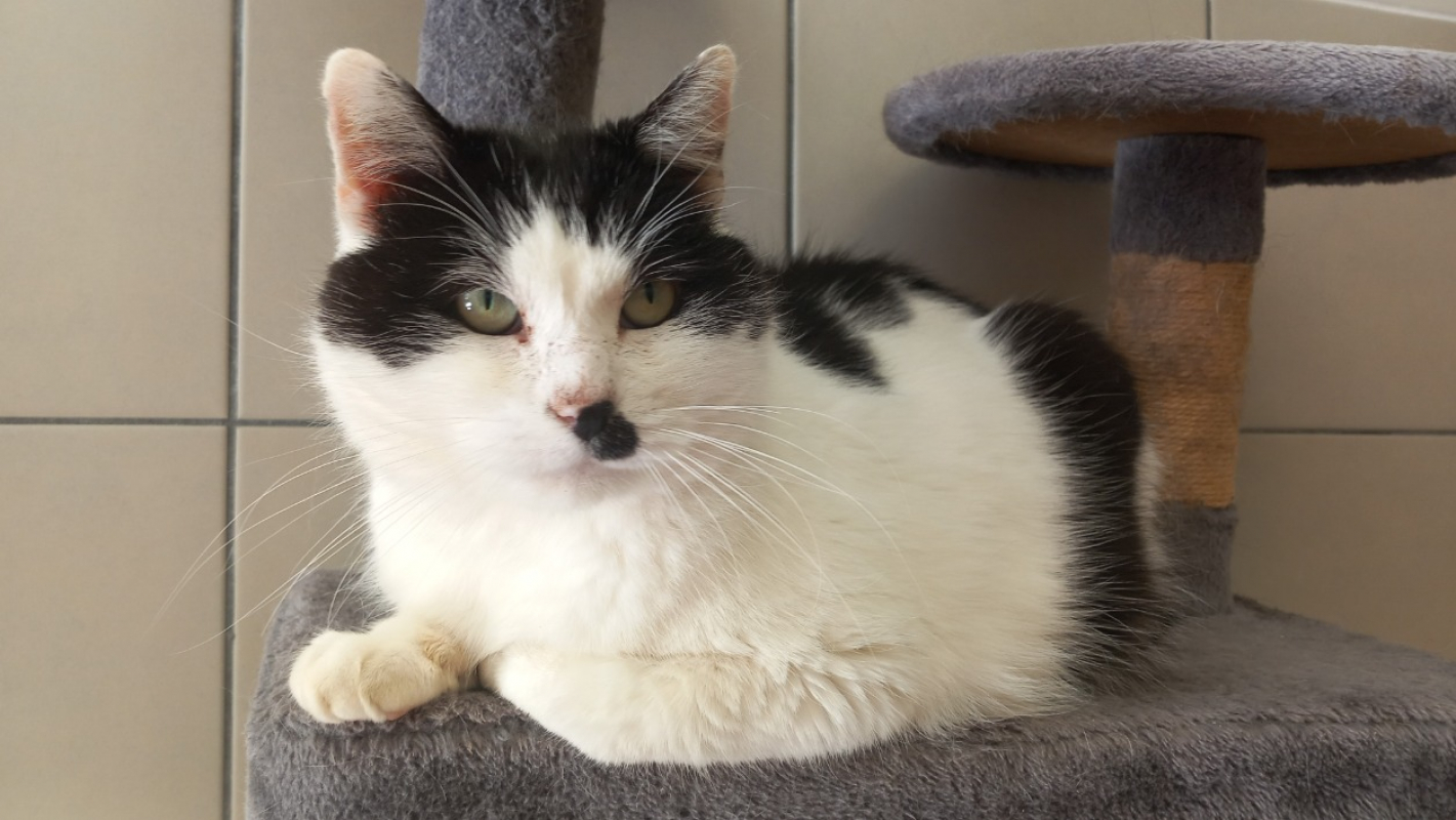 Photo #5 de Deadpool