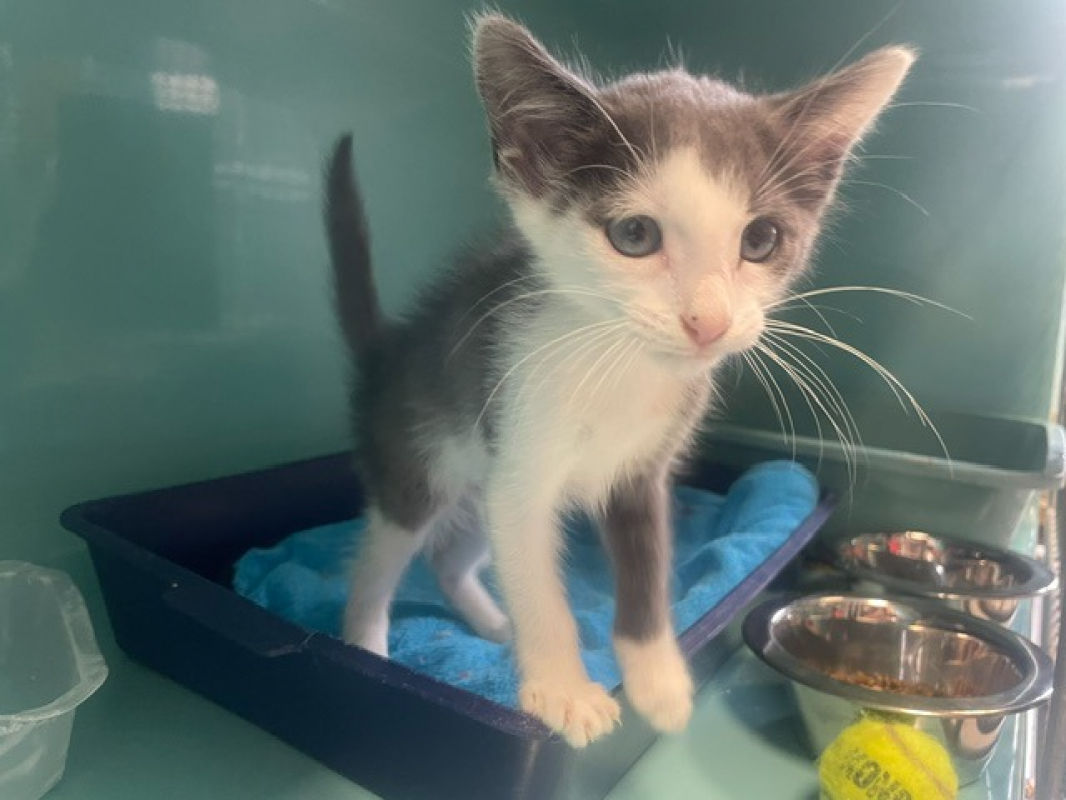Moustique - Chat Européen à adopter