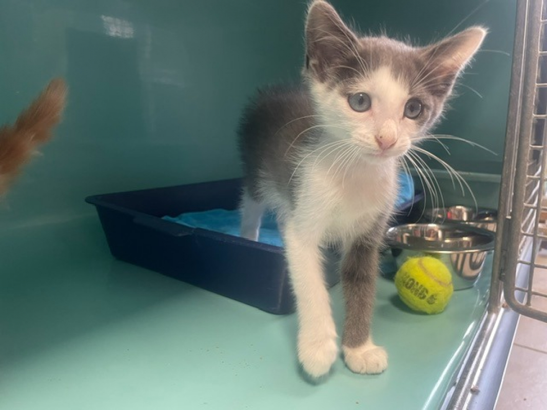 Moustique - Chat Européen à adopter - photo 2