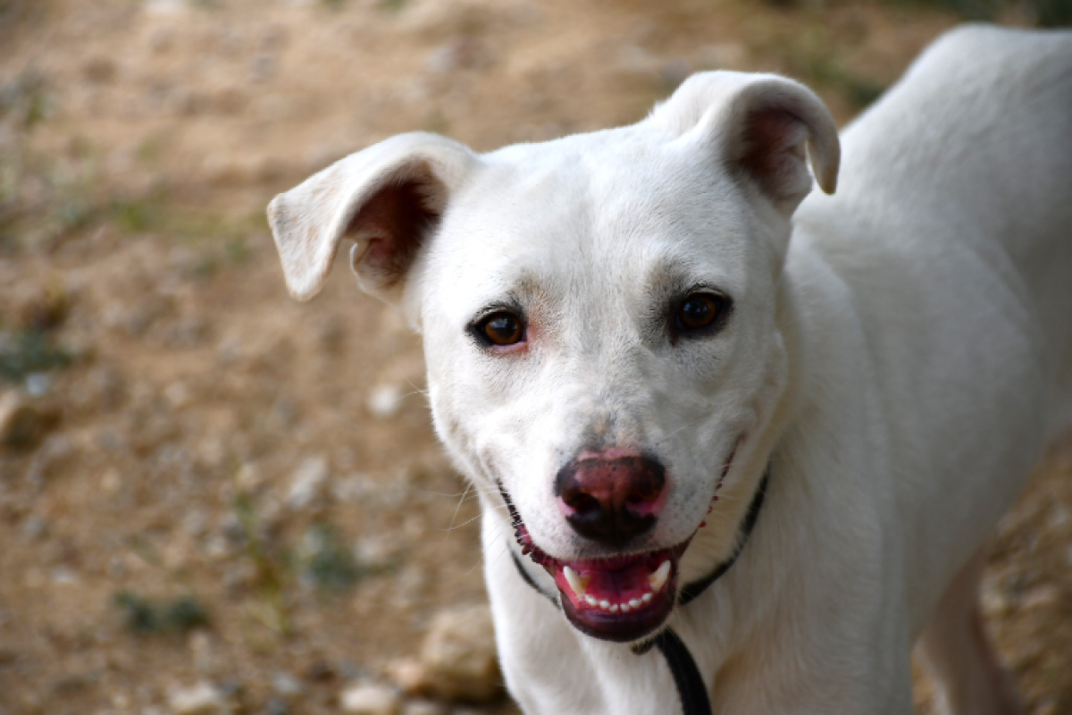 Anora - Chien à adopter
