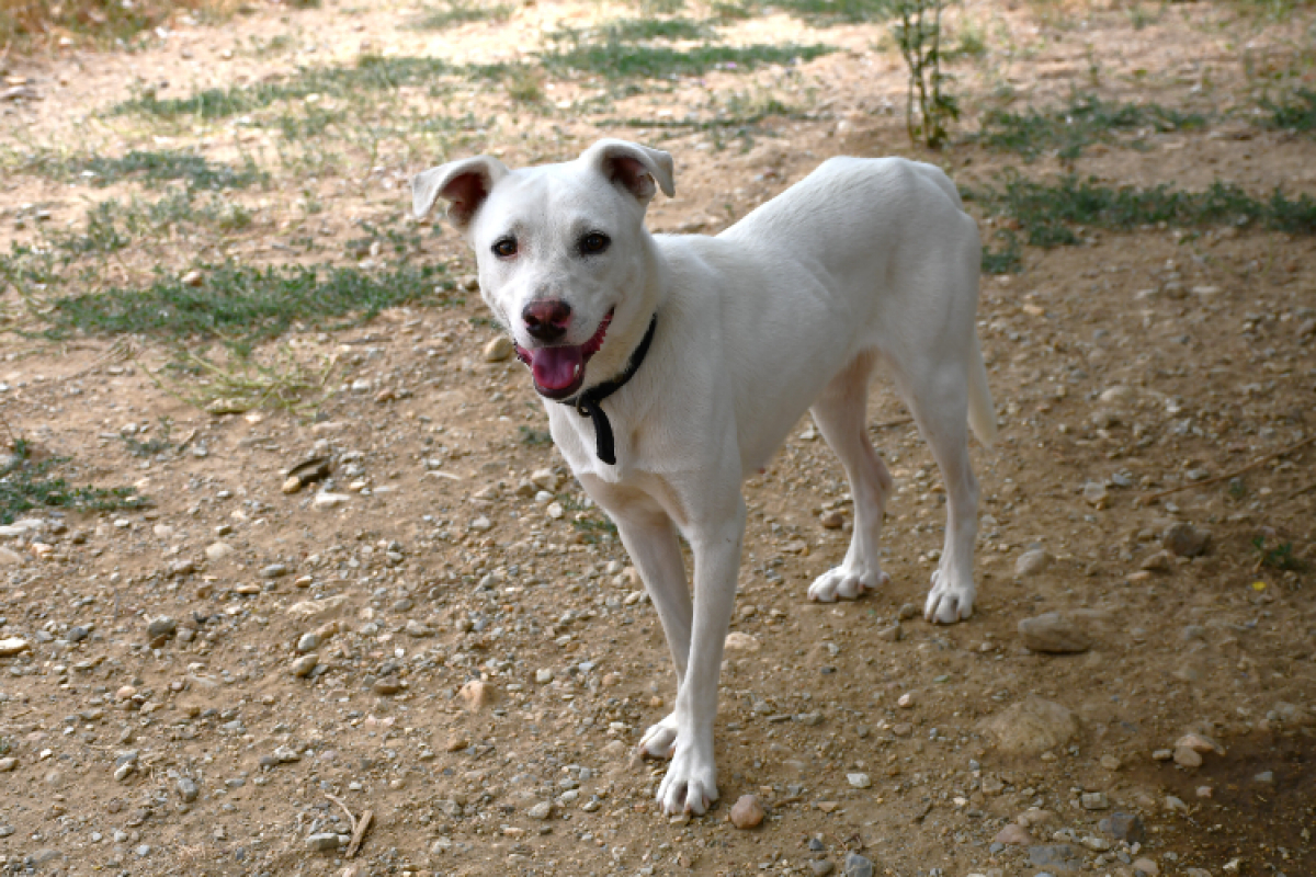 Anora - Chien à adopter - photo 2