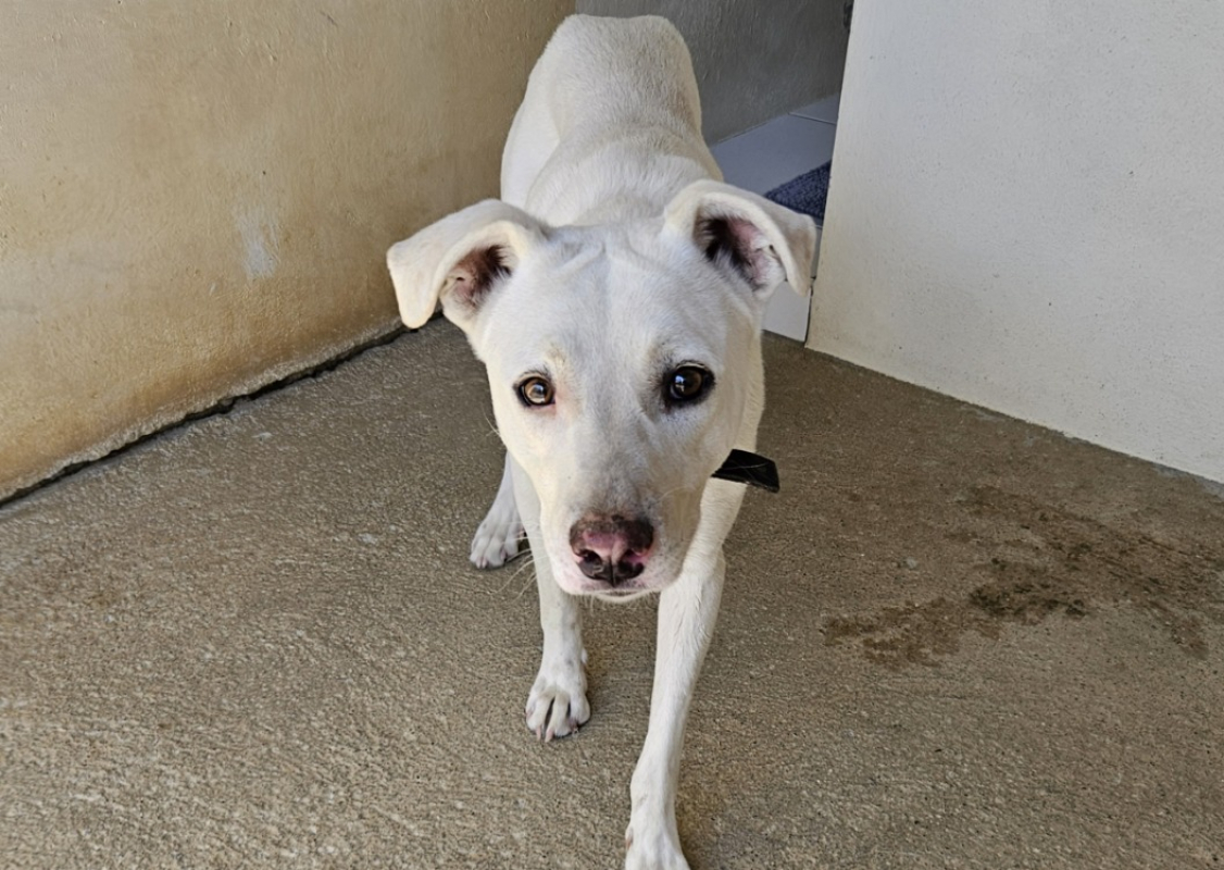 Anora - Chien à adopter - photo 3