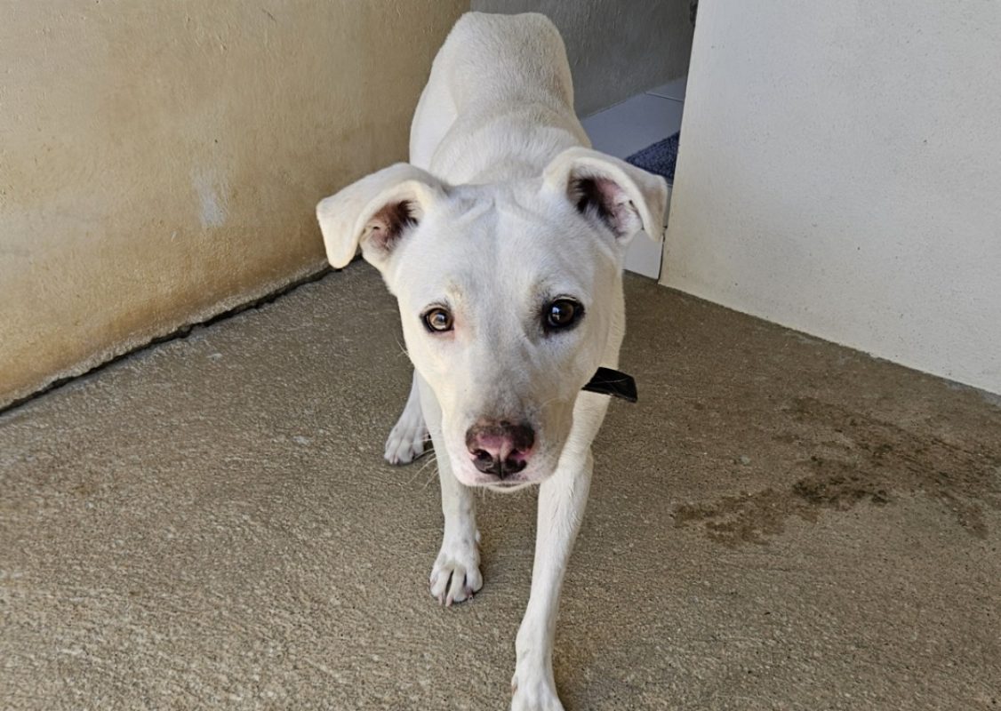 Anora - Chien à adopter - photo 3