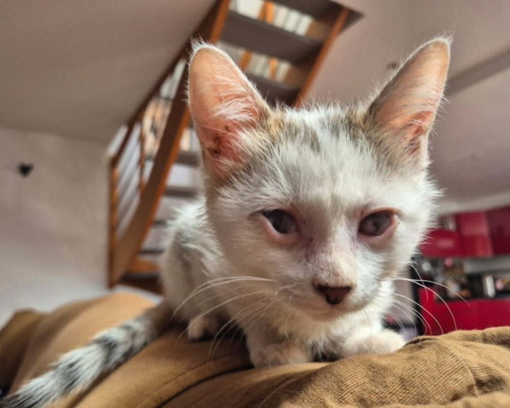 Uzette - Chat Européen à adopter