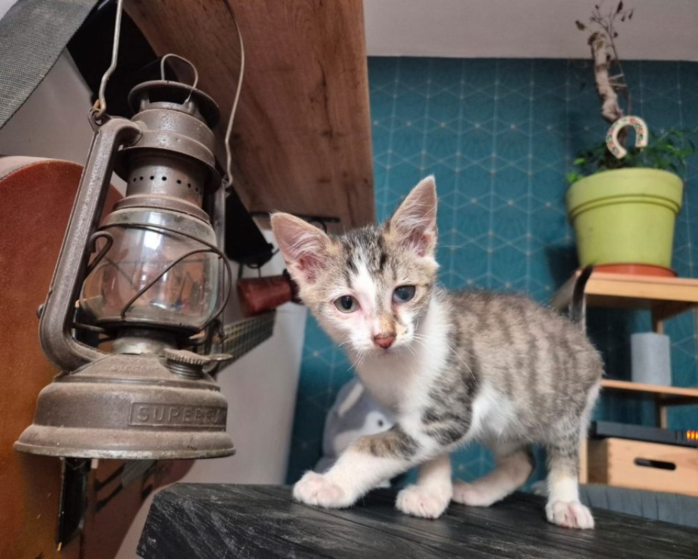 Amarion - Chat Européen à adopter