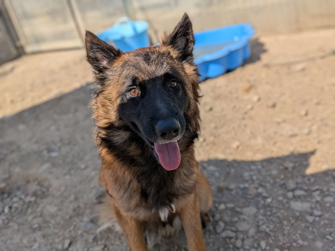 Lyon - Chien Berger Belge Tervueren à adopter