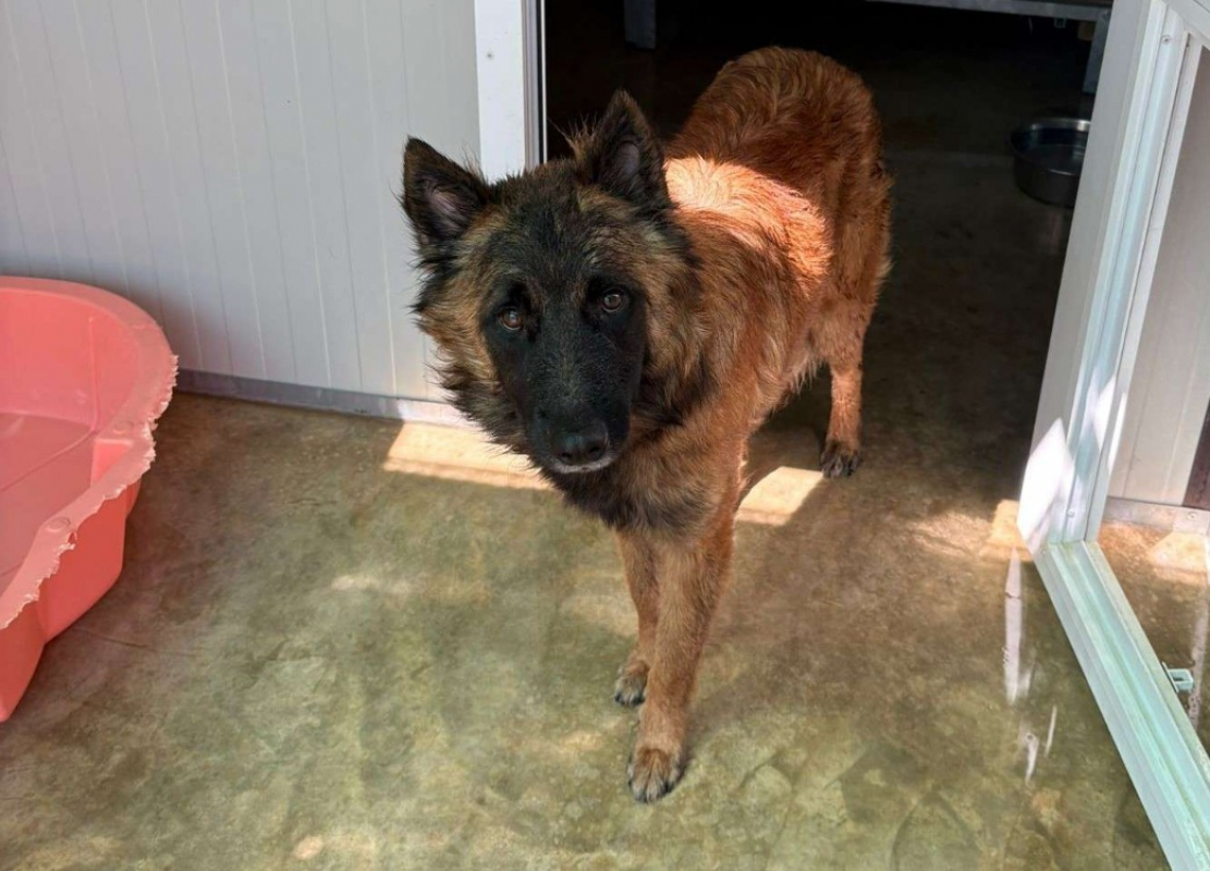 Lyon - Chien Berger Belge Tervueren à adopter - photo 2