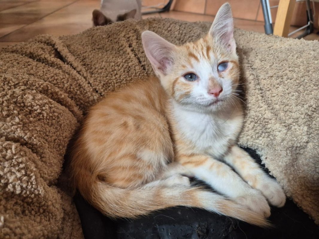 Enosh - Chat Européen à adopter