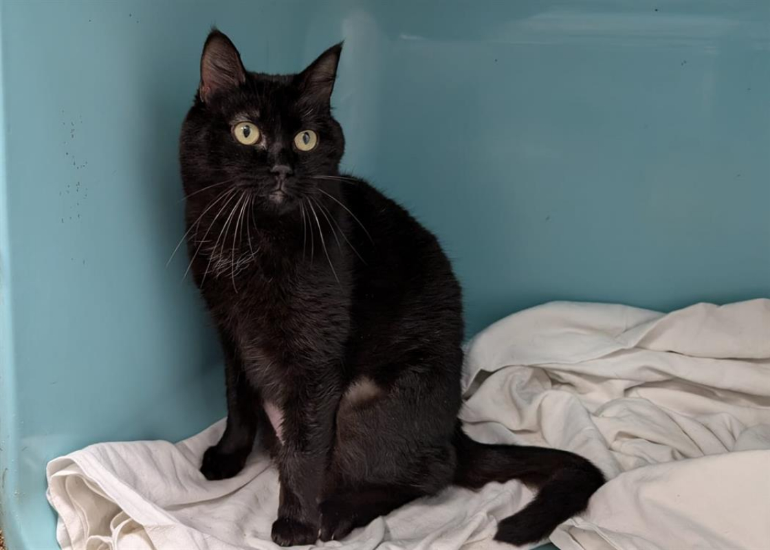Pipa - Chat Européen à adopter