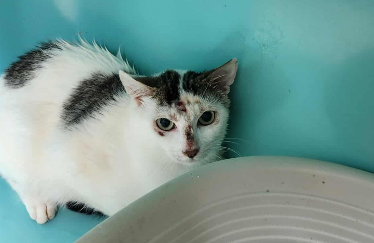 Photo #1 de Terminator