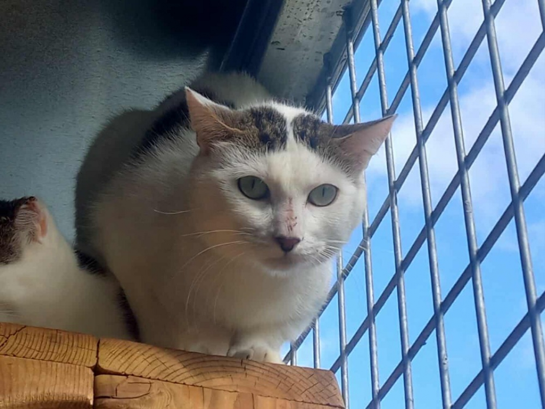 Photo #2 de Terminator