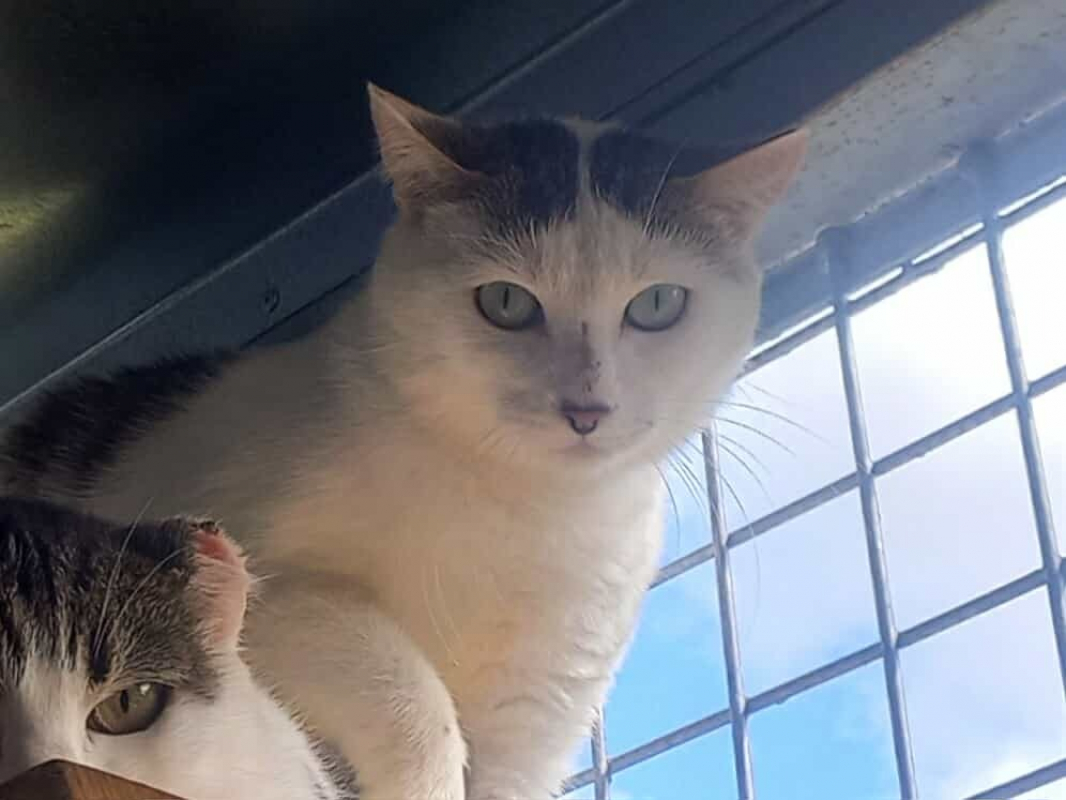 Photo #2 de Terminator