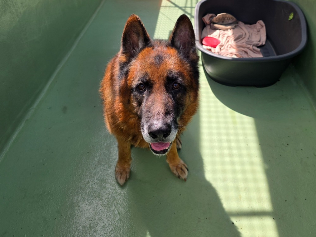 Souk - Chien Berger Allemand à adopter