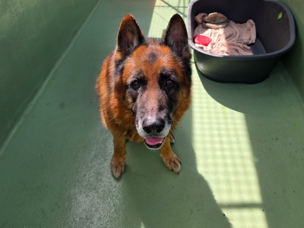 Souk - Chien Berger Allemand à adopter