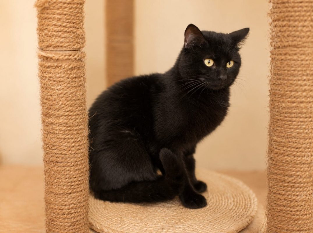 Maui - Chat Européen à adopter