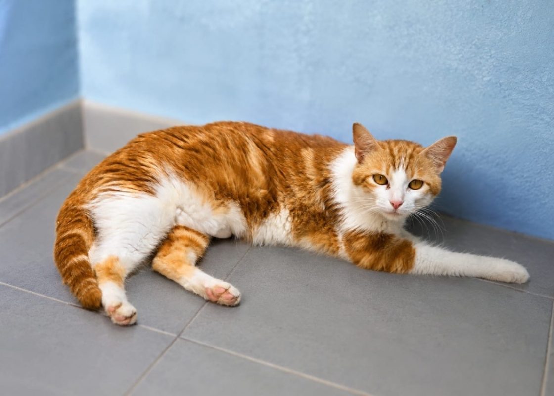 Kaila - Chat Européen à adopter