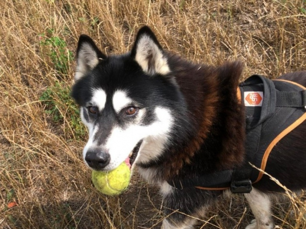 Ilky - Chien Husky Sibérien à adopter