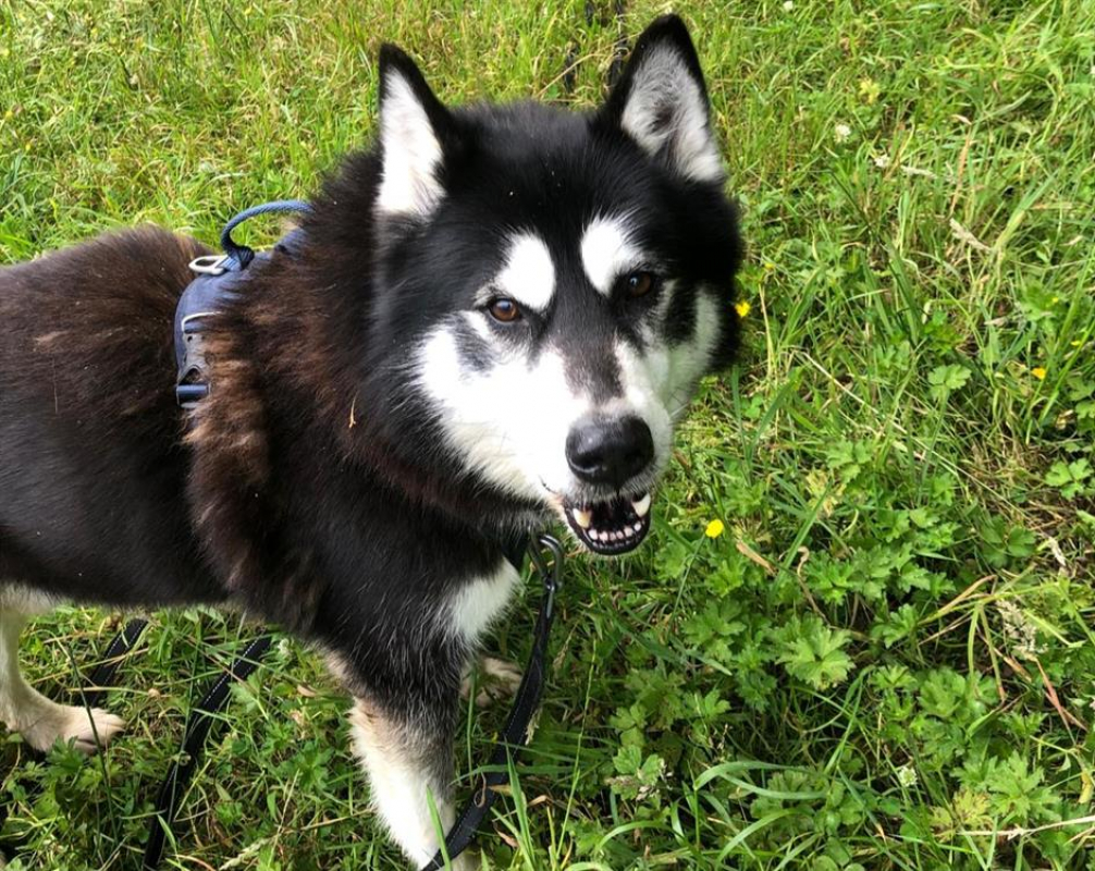 Ilky - Chien Husky Sibérien à adopter - photo 2