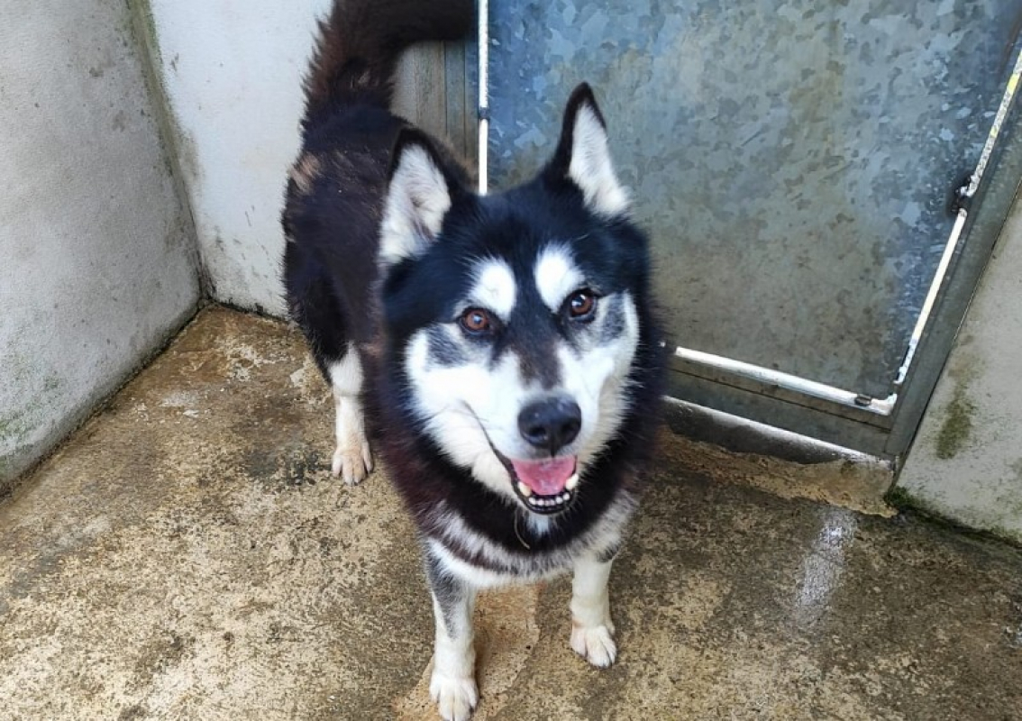 Ilky - Chien Husky Sibérien à adopter - photo 3