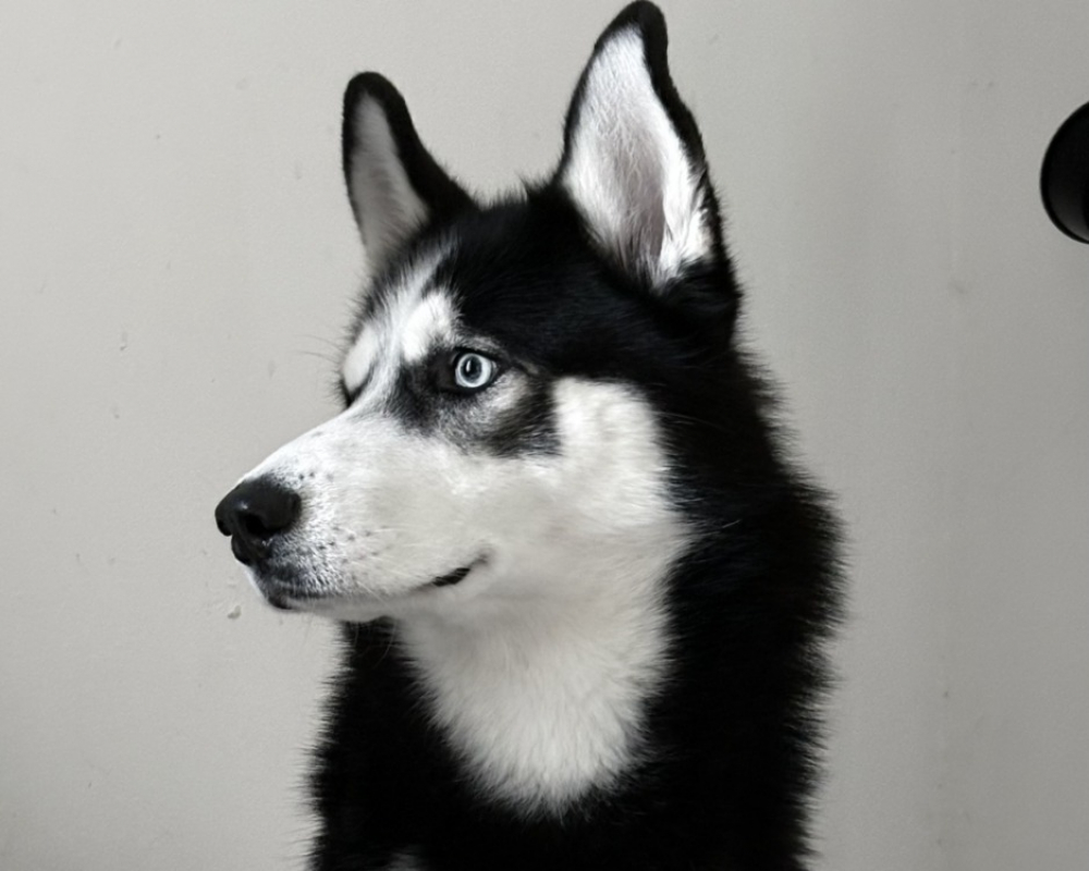 Yuki - Chien Husky Sibérien à adopter
