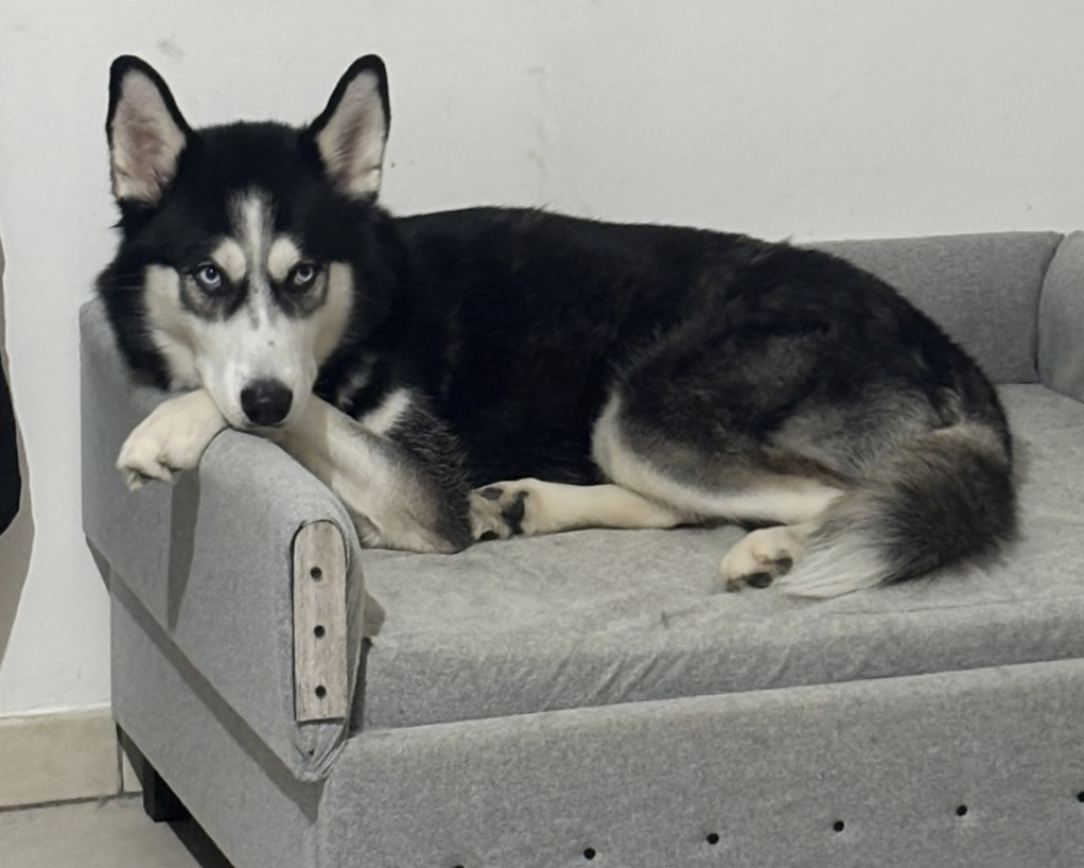 Yuki - Chien Husky Sibérien à adopter - photo 2