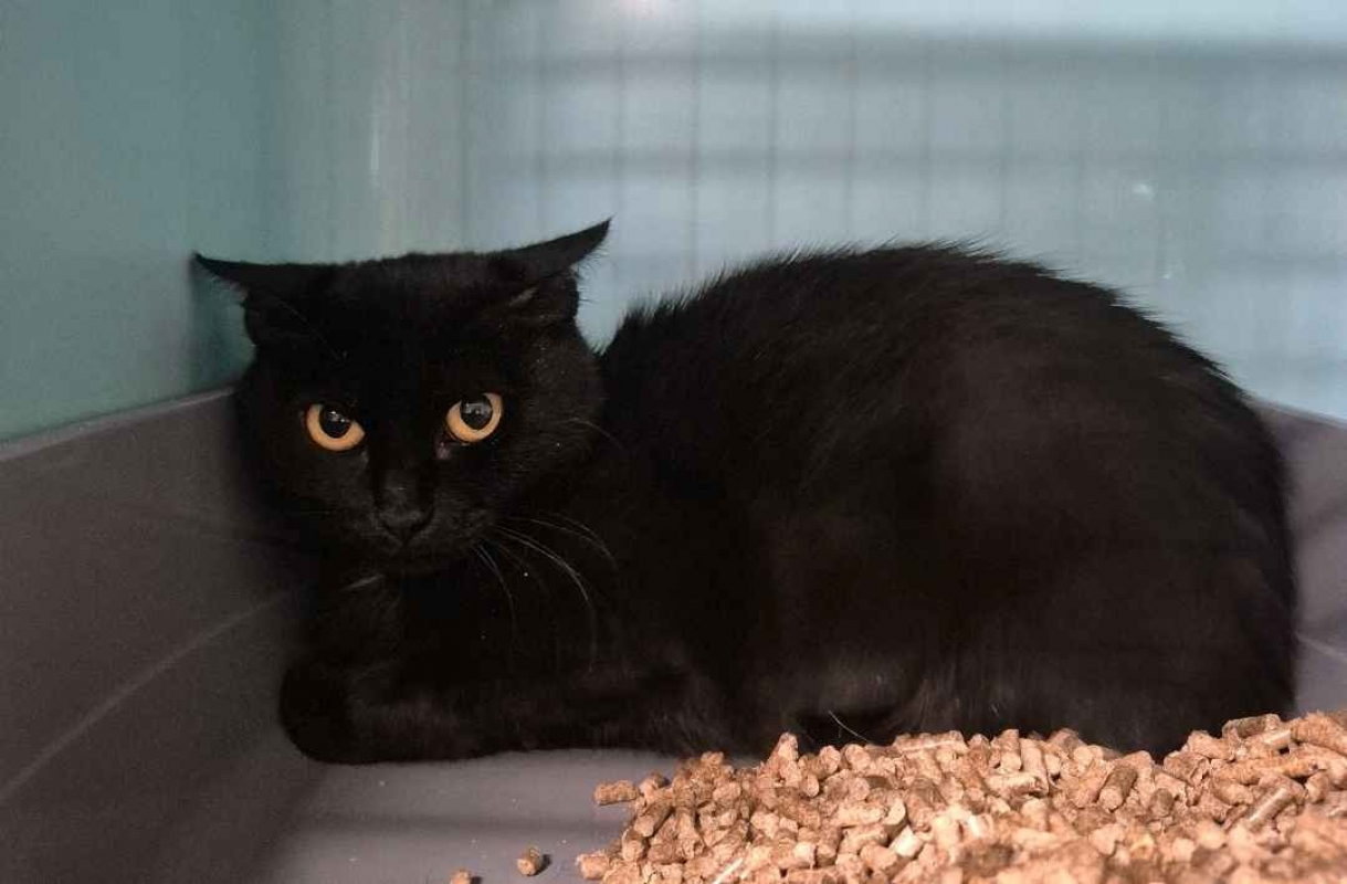 Ichiga - Chat Européen à adopter