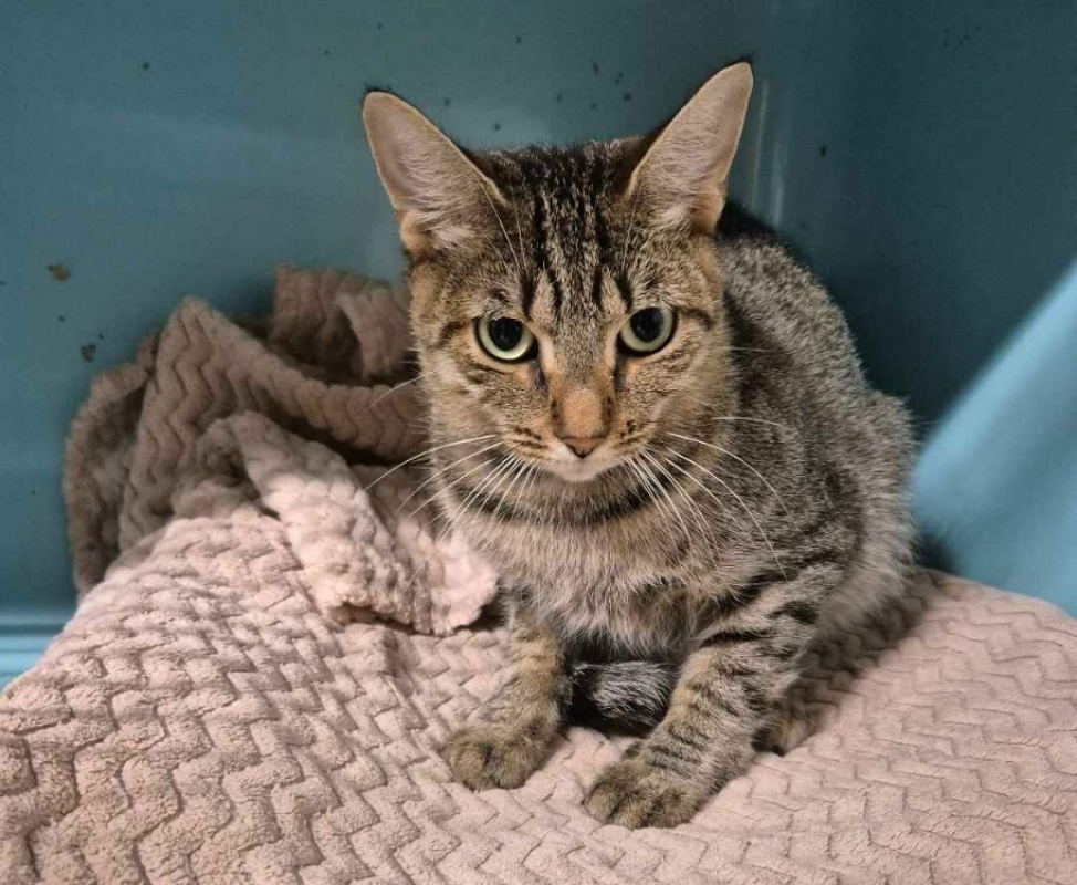 Lady - Chat Européen à adopter