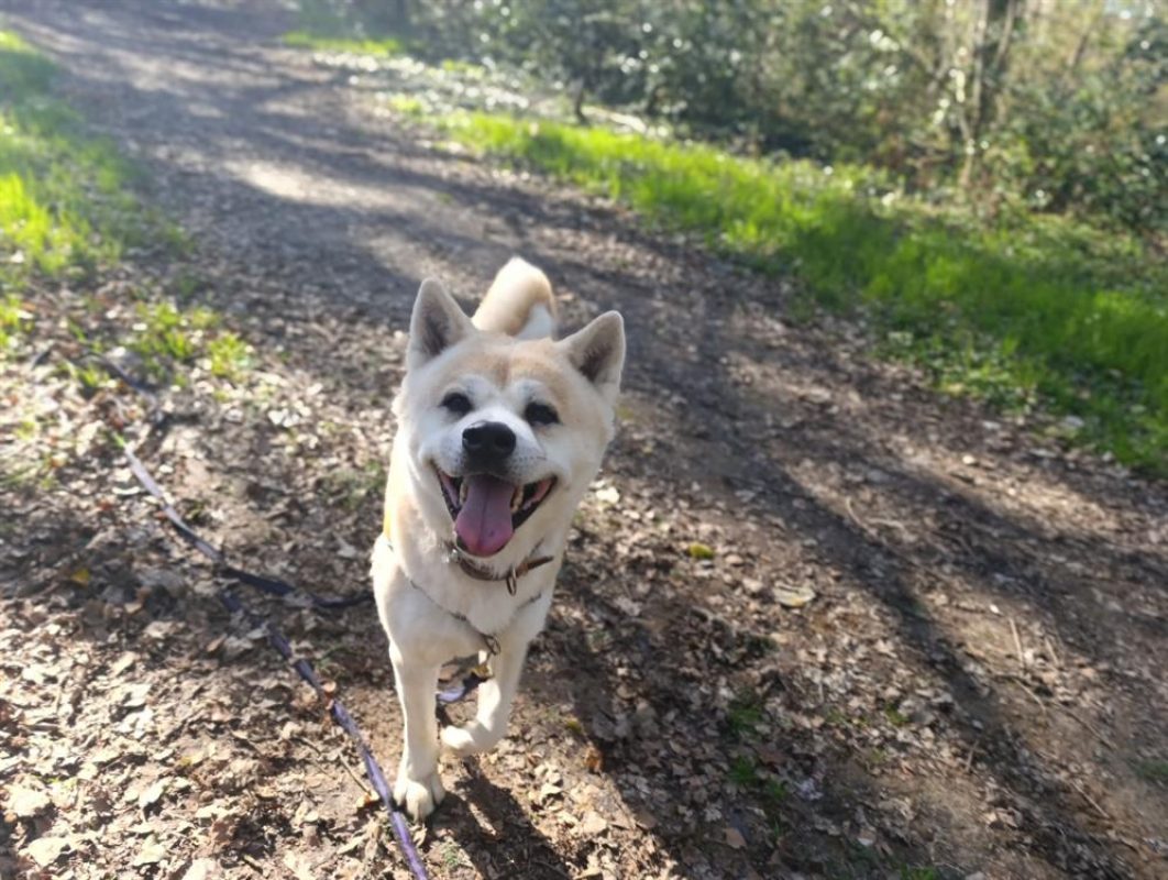 Natsuo - Chien Akita Inu à adopter - photo 3