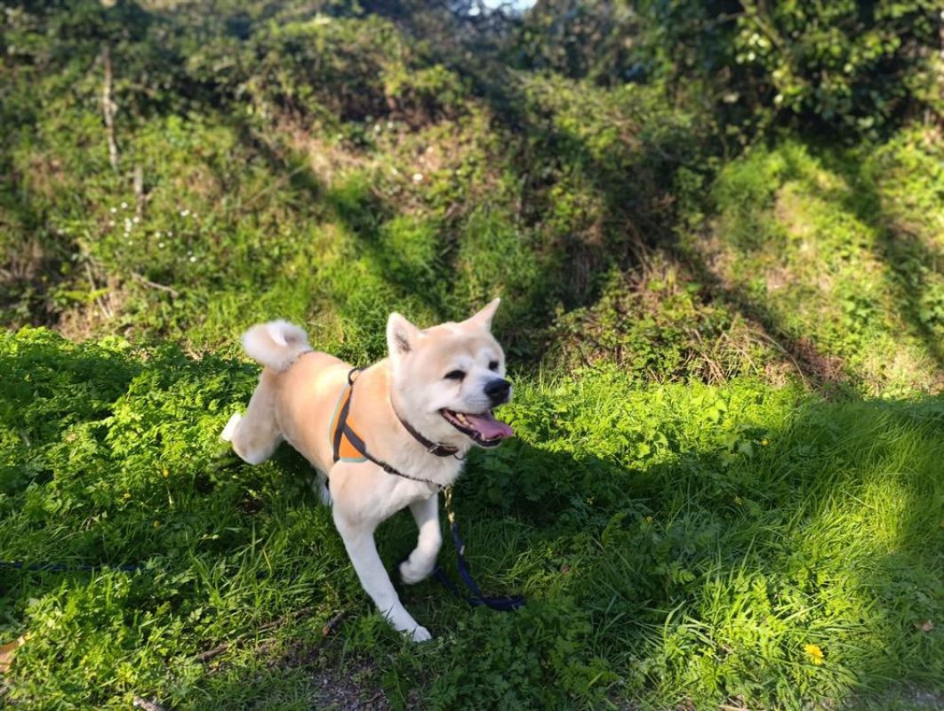 Natsuo - Chien Akita Inu à adopter - photo 4