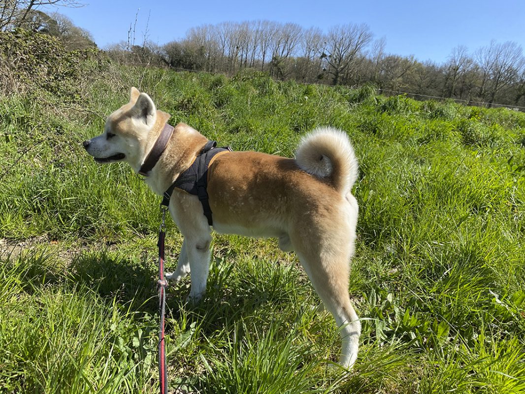 Natsuo - Chien Akita Inu à adopter - photo 5