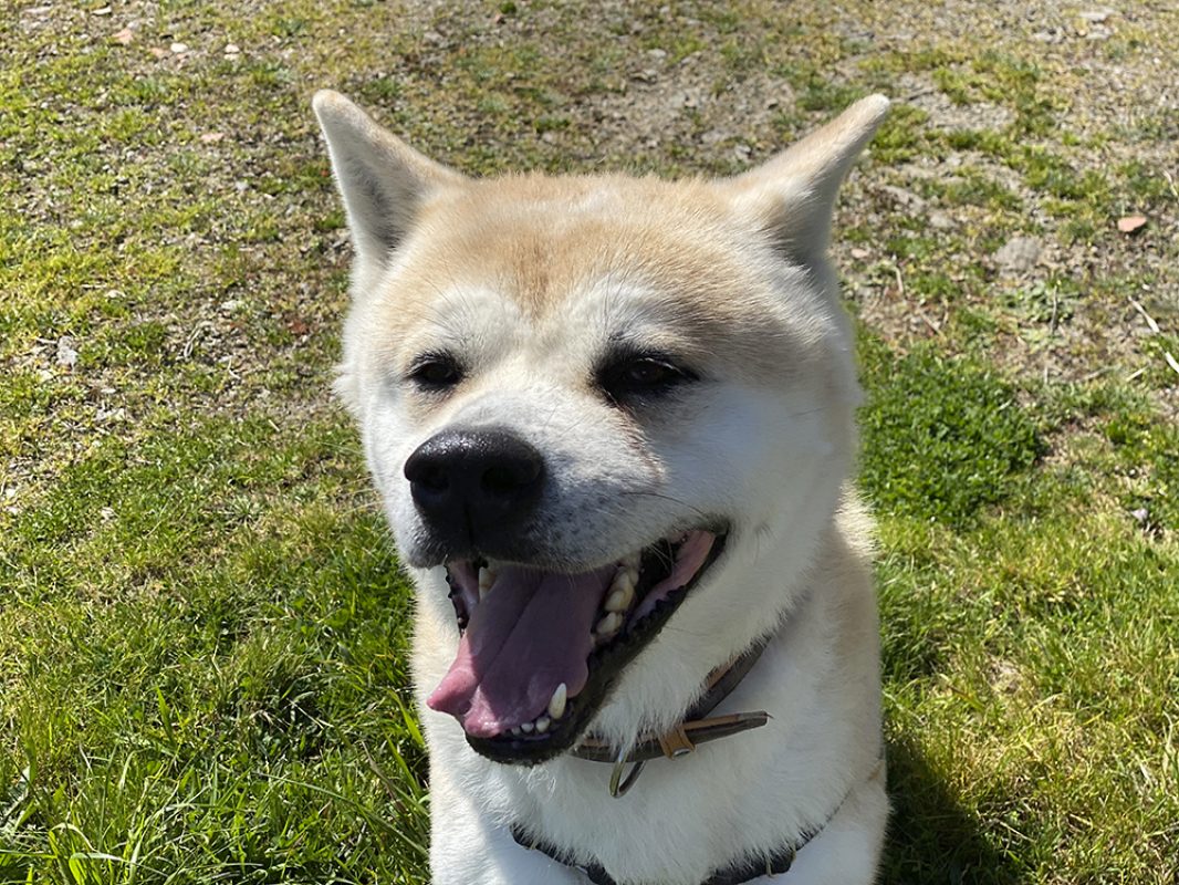 Natsuo - Chien Akita Inu à adopter - photo 6