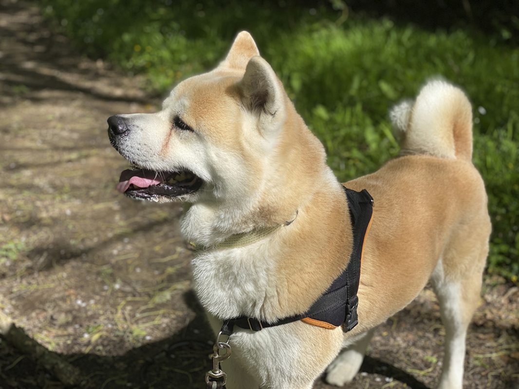 Natsuo - Chien Akita Inu à adopter - photo 7