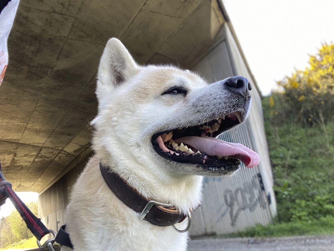 Natsuo - Chien Akita Inu à adopter - photo 8
