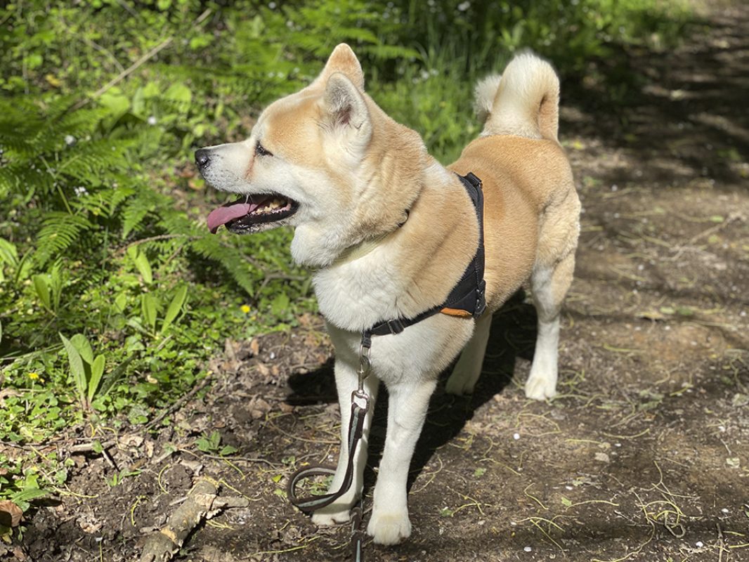 Natsuo - Chien Akita Inu à adopter - photo 11