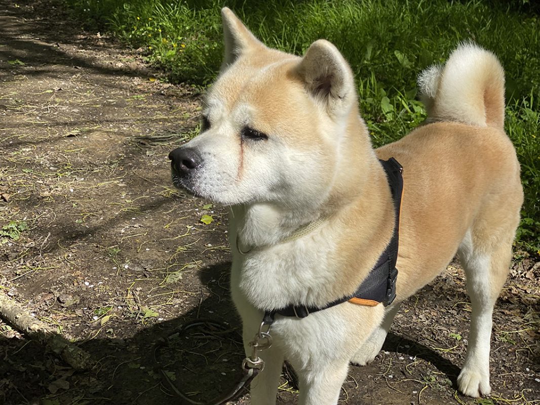 Natsuo - Chien Akita Inu à adopter - photo 12