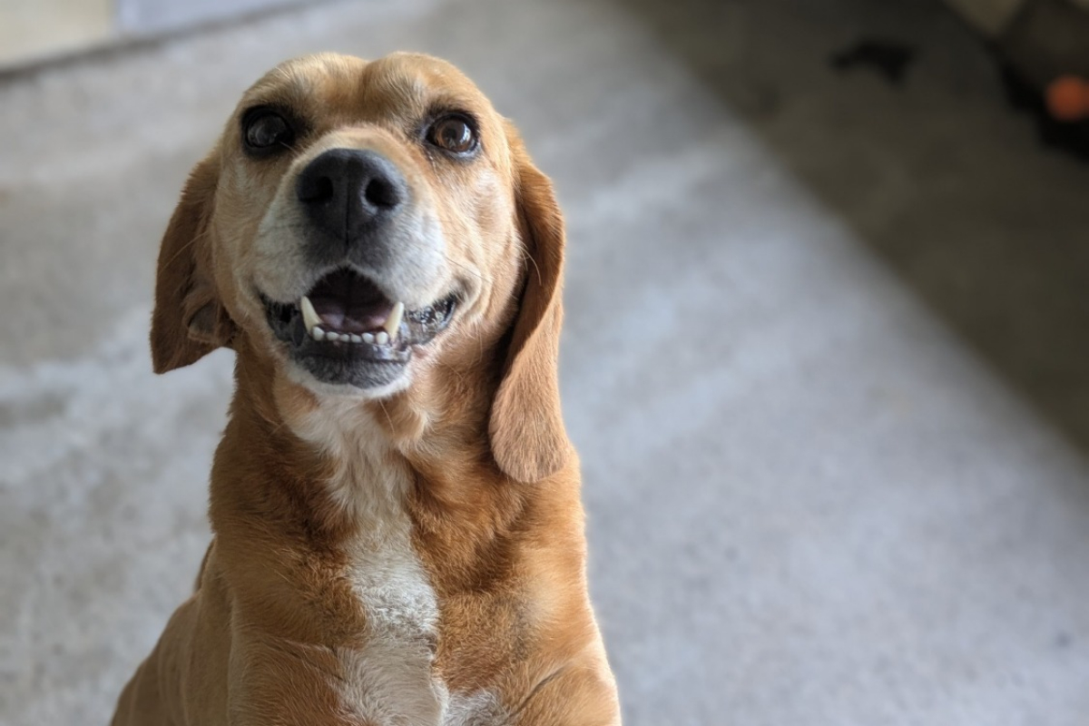 Torsade - Chien Beagle à adopter
