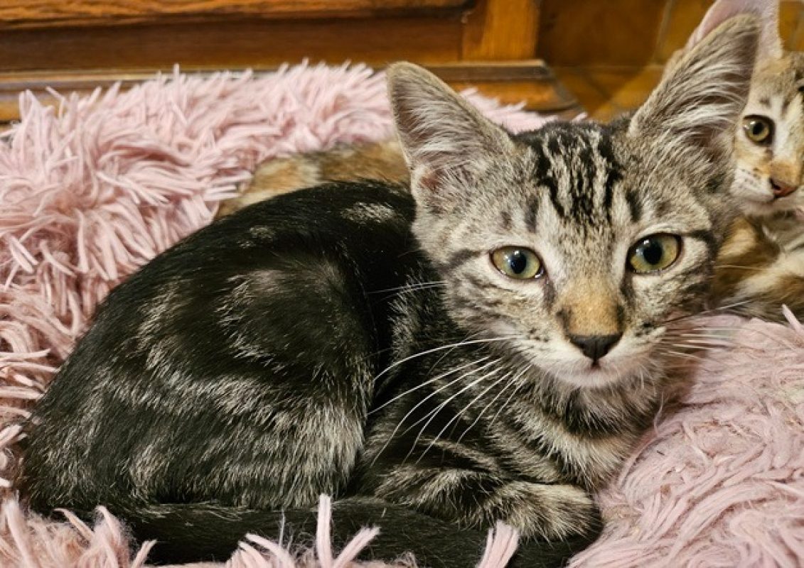 Solara - Chat Européen à adopter