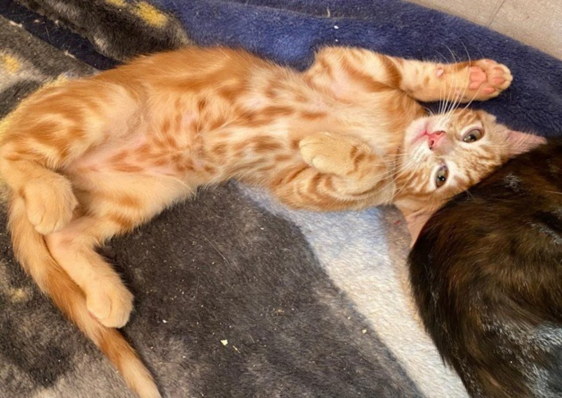 Camry - Chat Européen à adopter