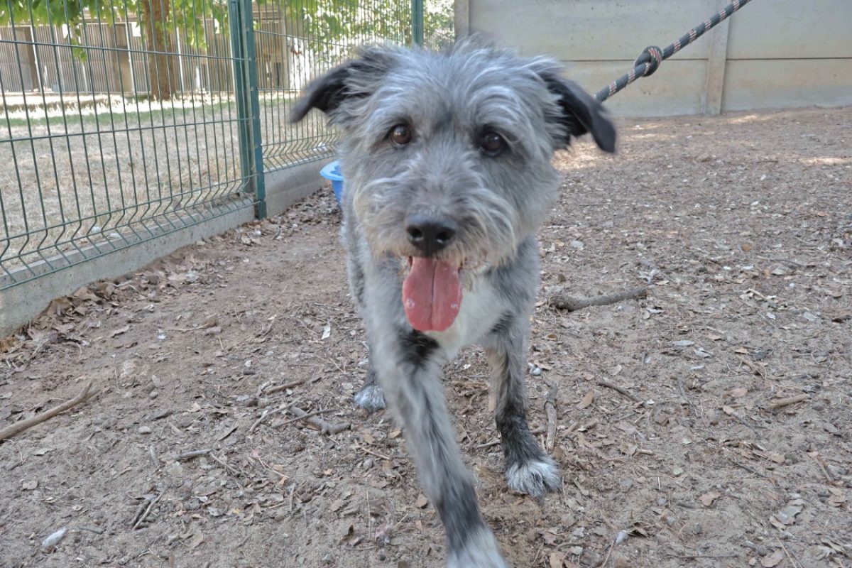 Boby - Chien à adopter