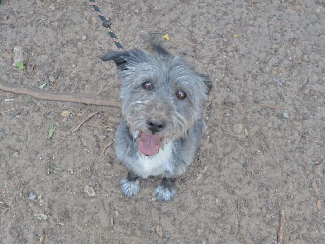 Boby - Chien à adopter - photo 2