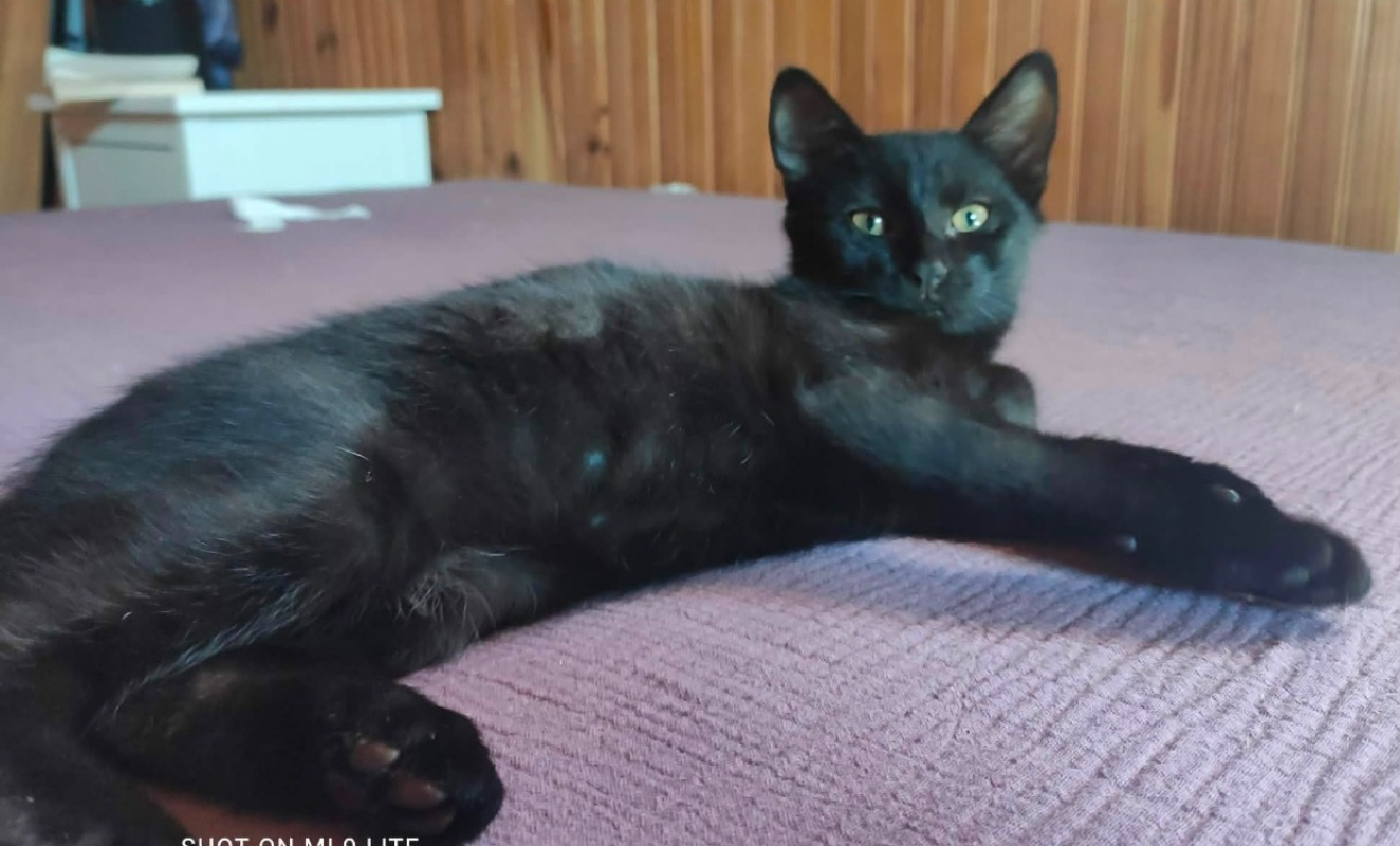 Onyx - Chat Européen à adopter