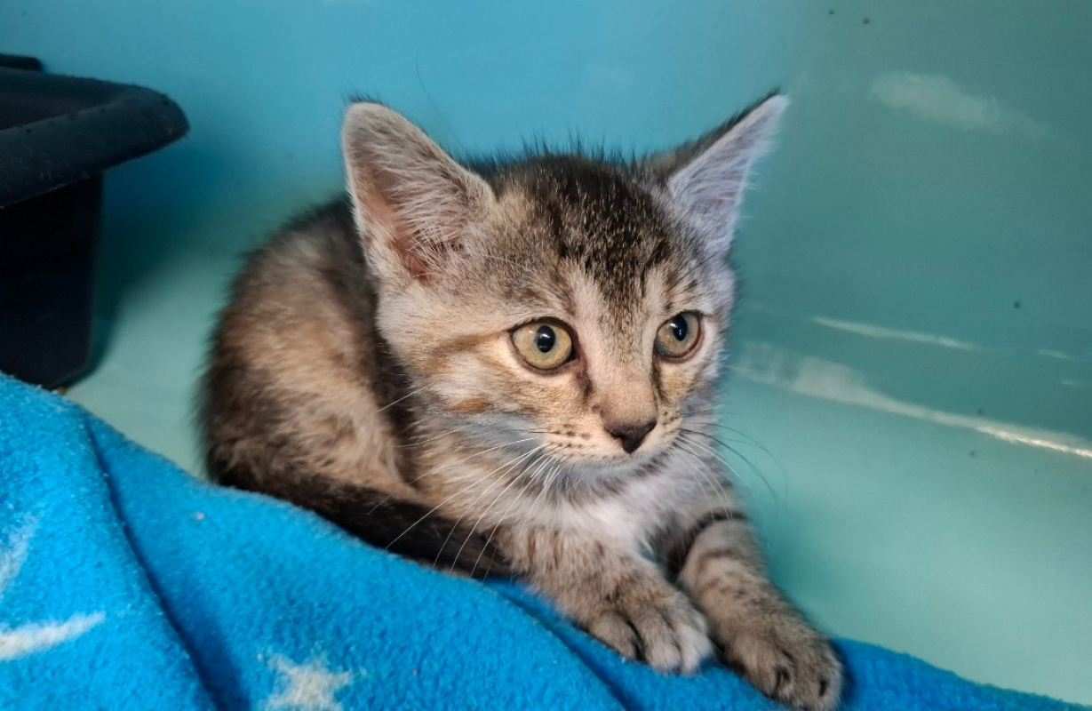 Iris - Chat Européen à adopter