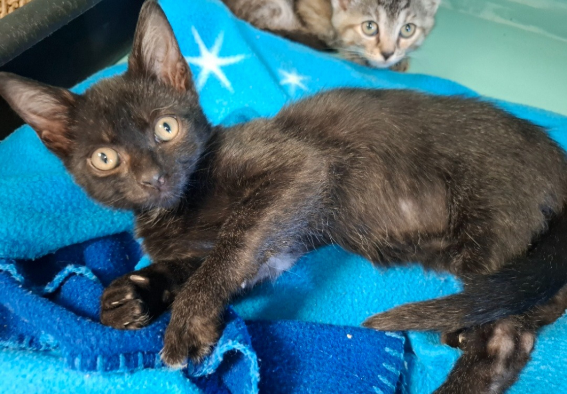 Muffin - Chat Européen à adopter
