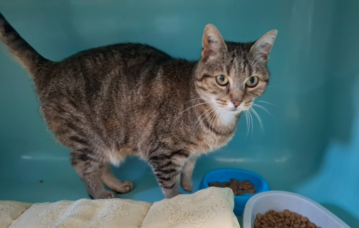 Poupette - Chat Européen à adopter