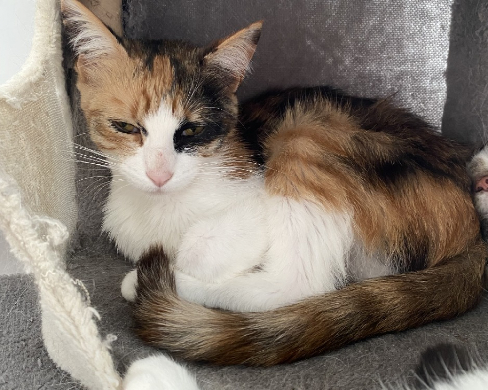 Taqwa - Chat Européen à adopter